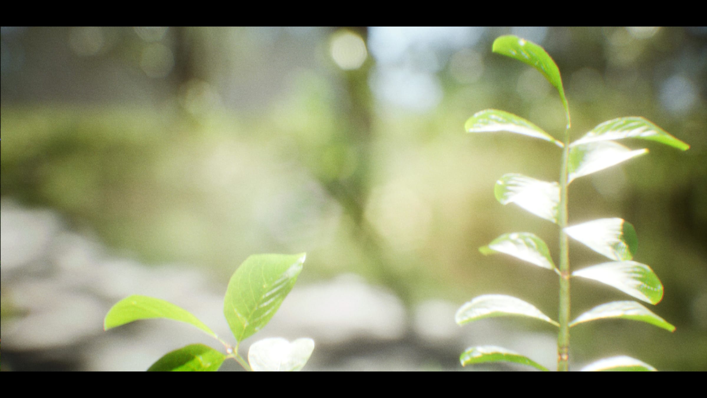 Inside the Summer — 2